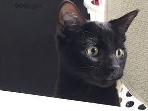 Meet your Posher, Anais